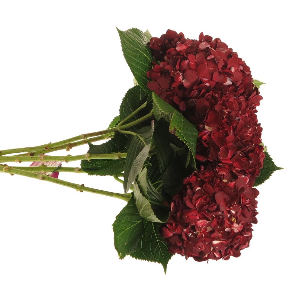 Hortensie rot Dark Burg.gefärbt Bol 17cm 60c