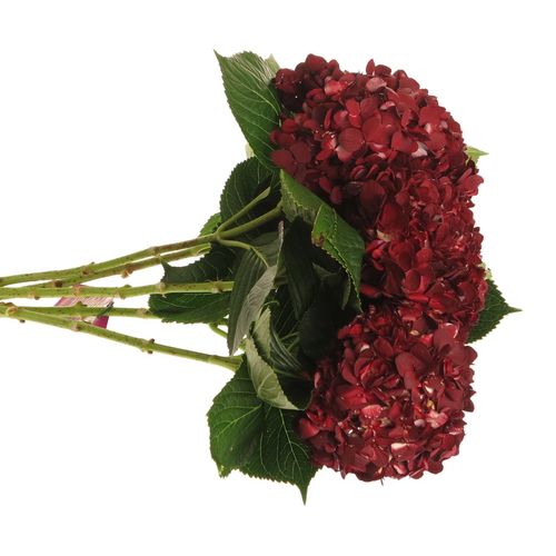Hortensie rot Dark Burg.gefärbt Bol 17cm 60c