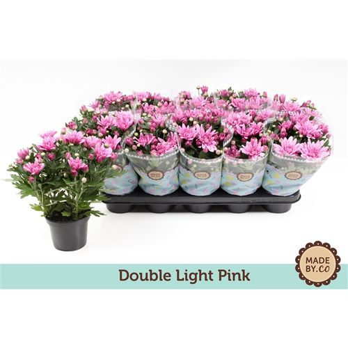 Chrys.hell rosa T12 H025