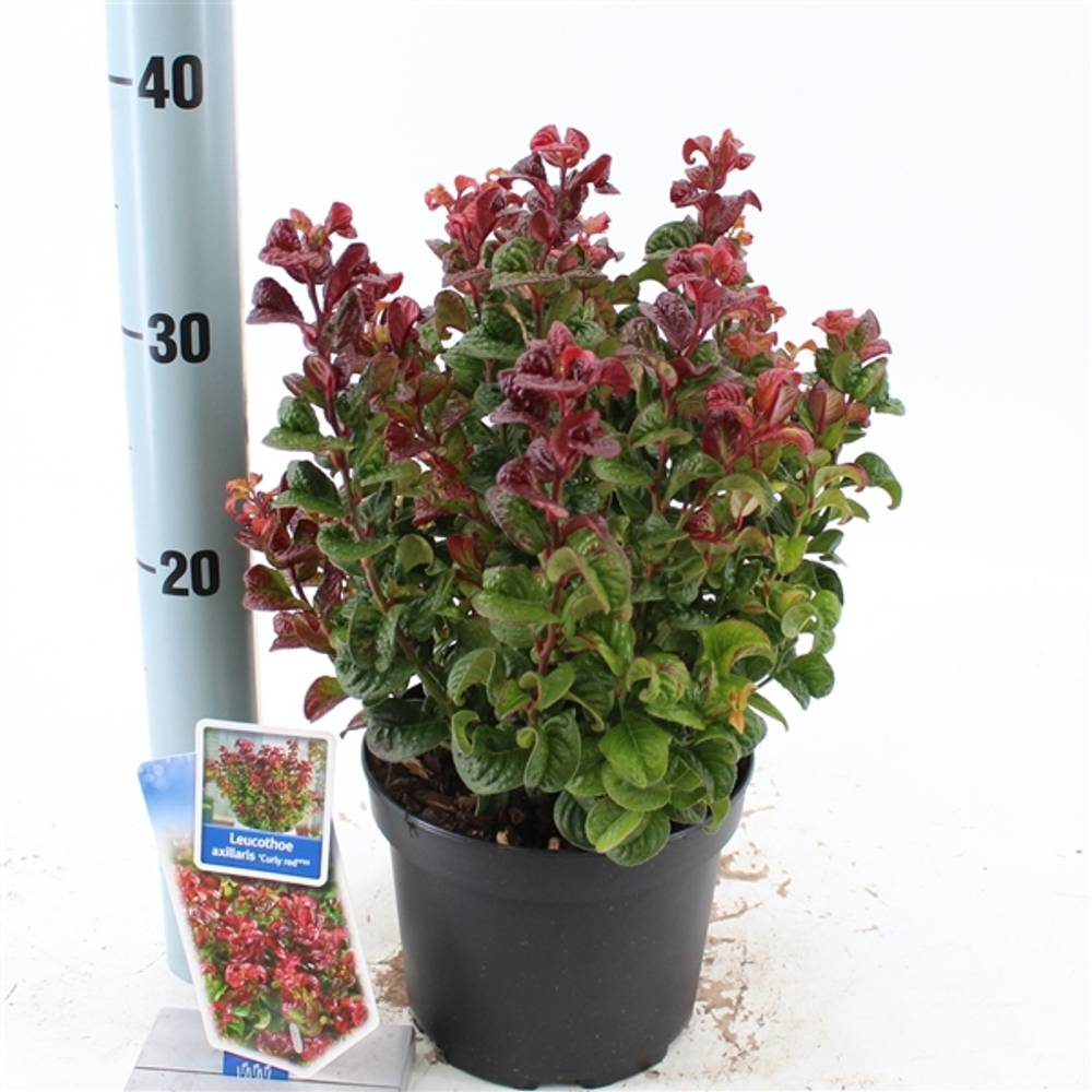 Leucothoe Curly rot T17 H035