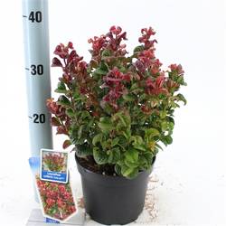 Leucothoe Curly rot T17 H035