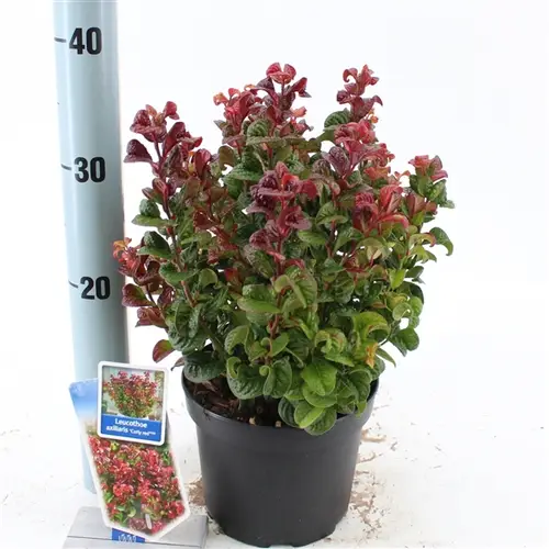Leucothoe Curly rot T17 H035