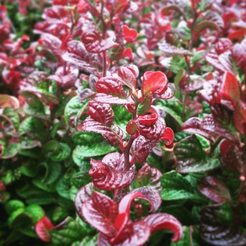 Leucothoe Curly rot T17 H035