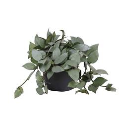 Hoya Kroh Eskimo T12