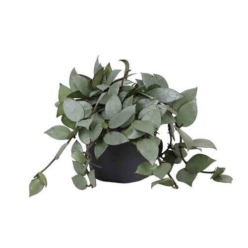 Hoya Kroh Eskimo T12