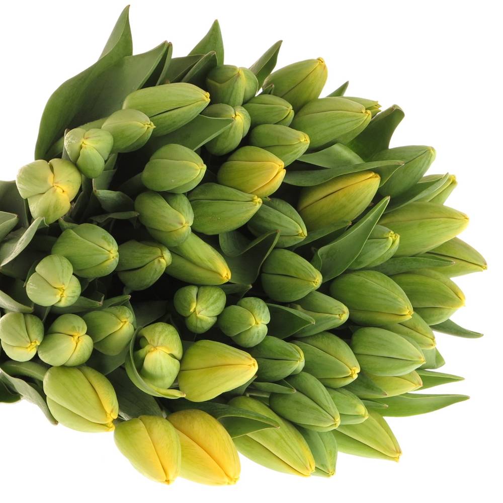 Tulpe Freiland gelb Parade 28 Gramm