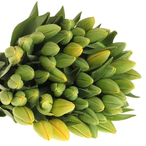 Tulpe Freiland gelb Parade 28 Gramm