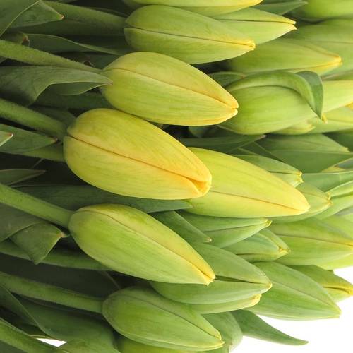 Tulpe Freiland gelb Parade 28 Gramm