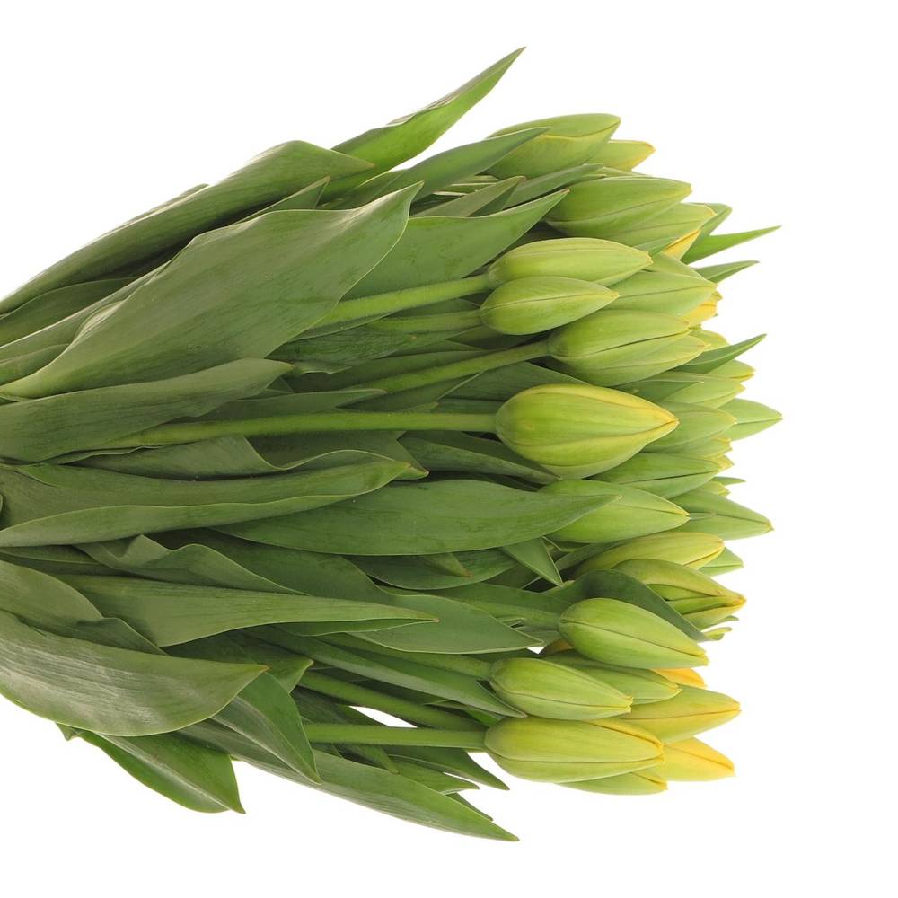 Tulpe Freiland gelb Parade 28 Gramm