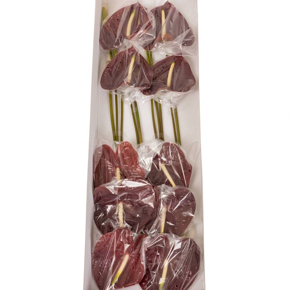 Anthurium braun Sempre Blüte 15cm