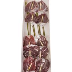 Anthurium braun Sempre Blüte 15cm