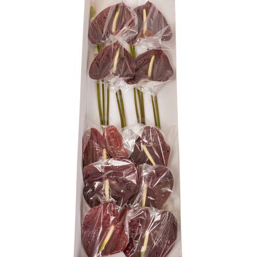 Anthurium braun Sempre Blüte 15cm