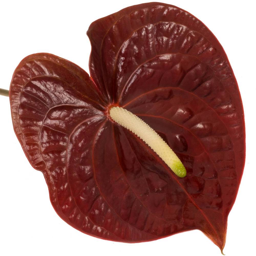 Anthurium braun Sempre Blüte 15cm