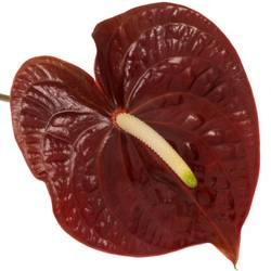 Anthurium braun Sempre Blüte 15cm