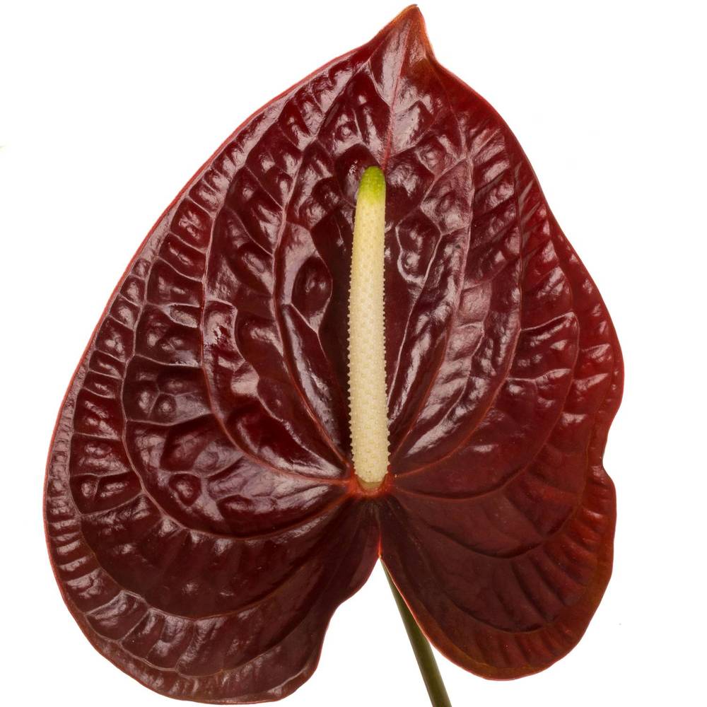 Anthurium braun Sempre Blüte 15cm