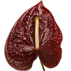 Anthurium braun Sempre Blüte 15cm