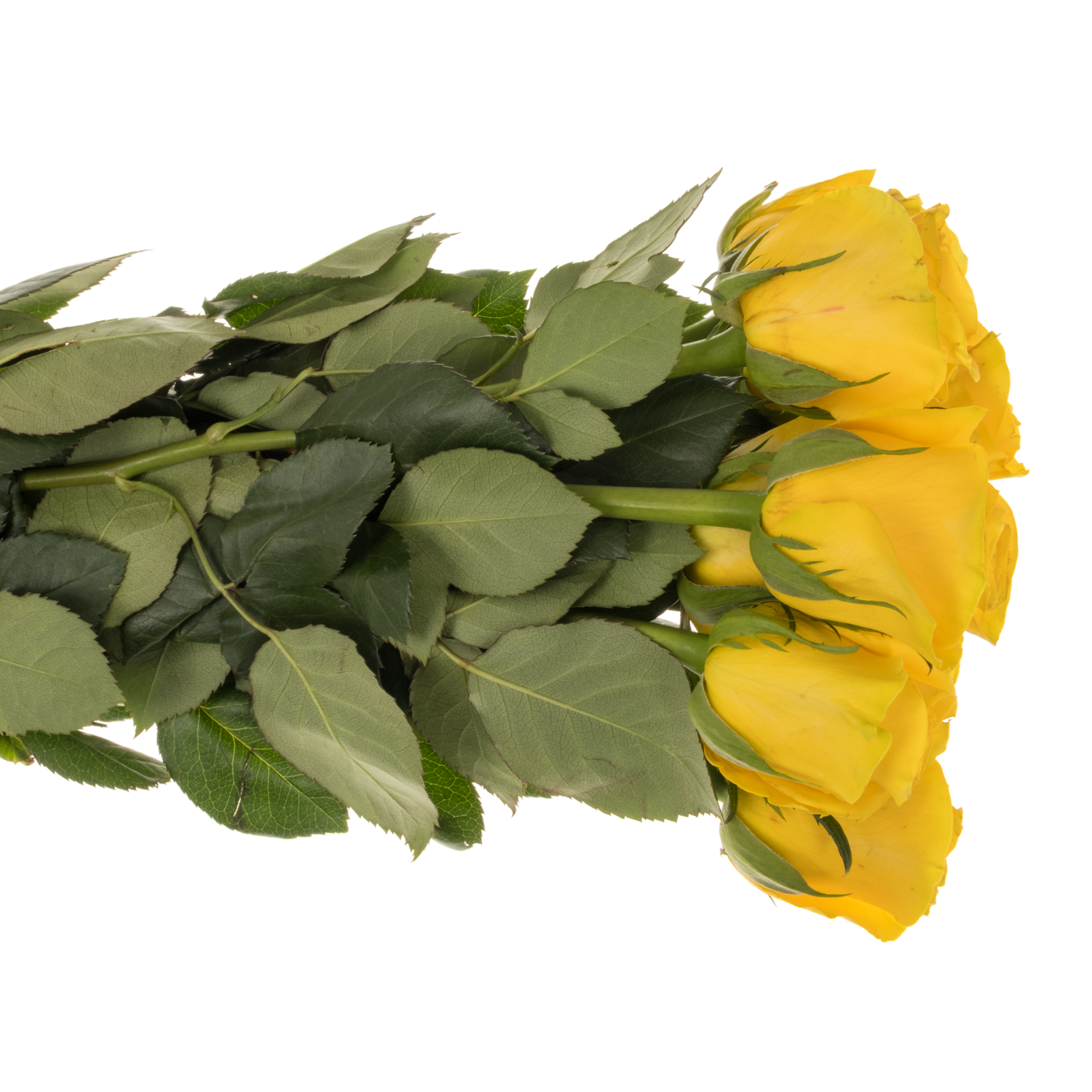 Rose gelb Brighton 50cm