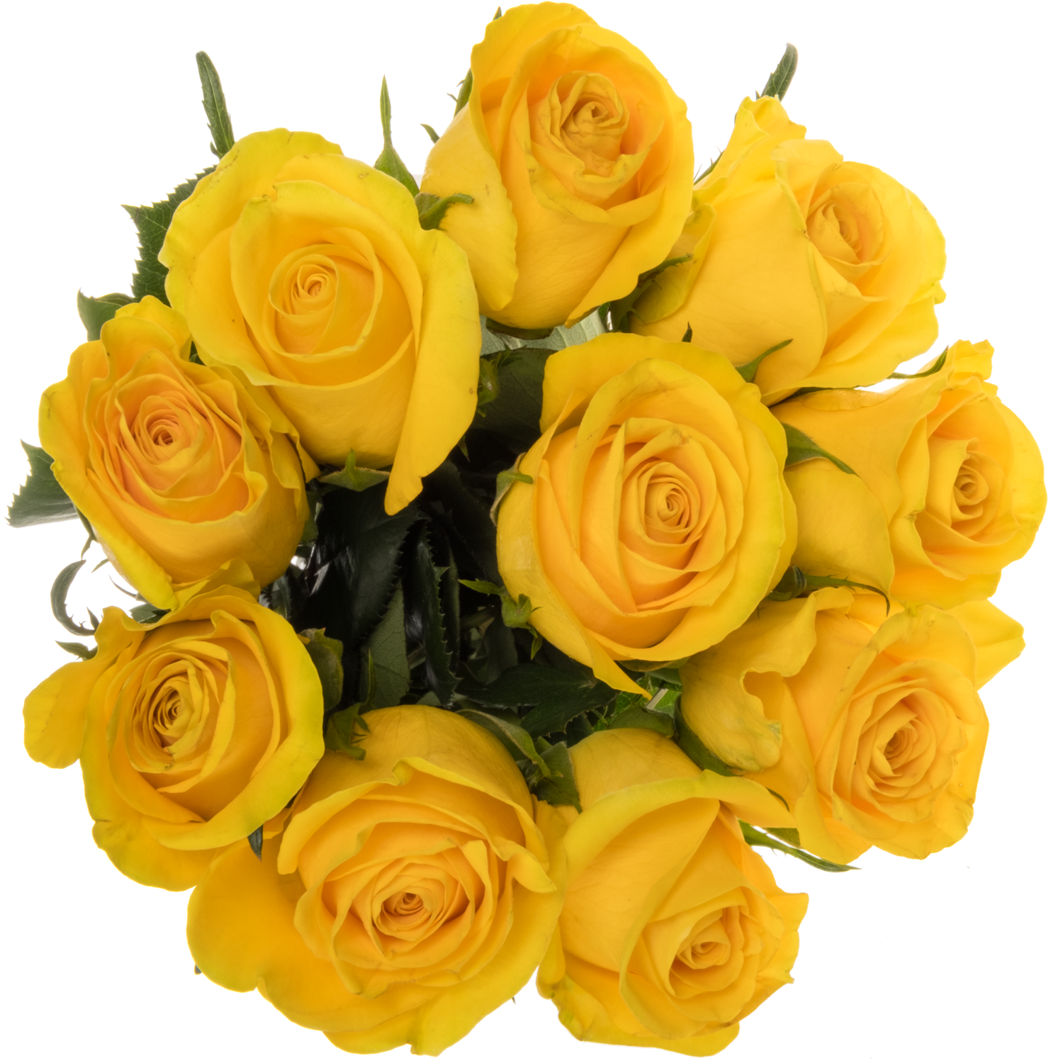 Rose gelb Brighton 50cm