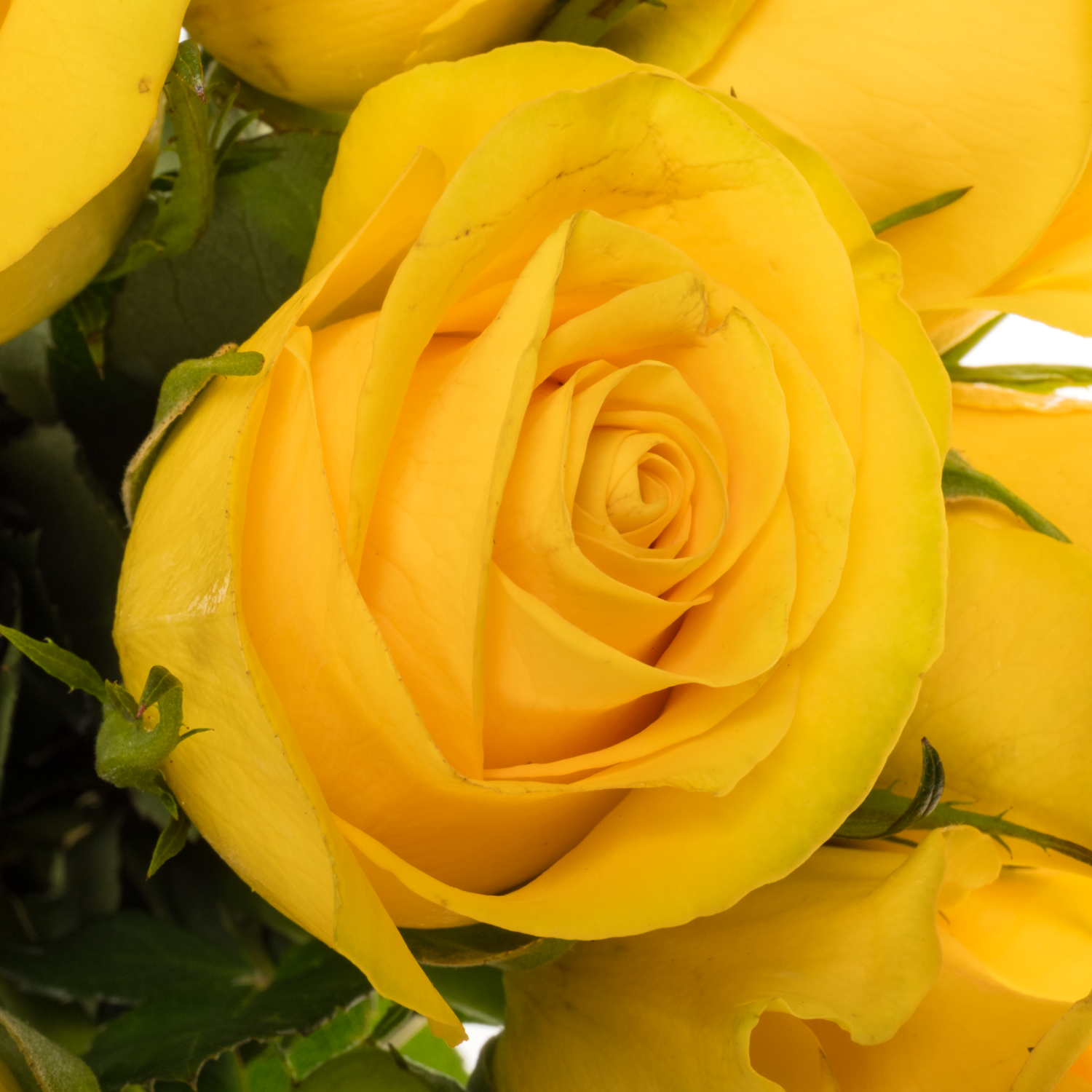 Rose gelb Brighton 50cm