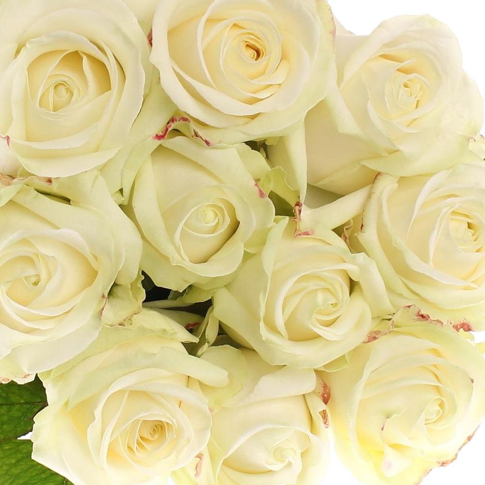 Rose creme/weiss Avalanche White Gold (SK) 90cm