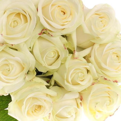 Rose creme/weiss Avalanche White Gold (SK) 90cm
