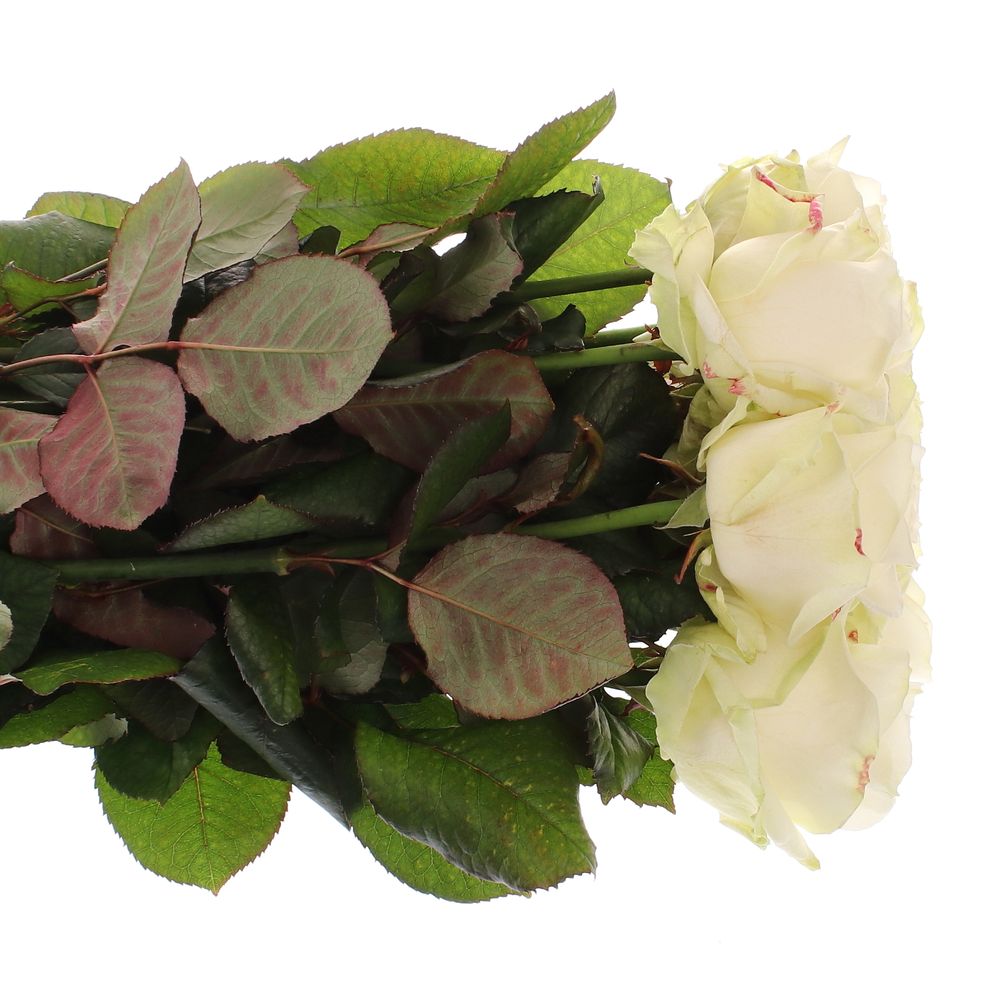 Rose creme/weiss Avalanche White Gold (SK) 90cm