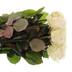 Rose creme/weiss Avalanche White Gold (SK) 90cm