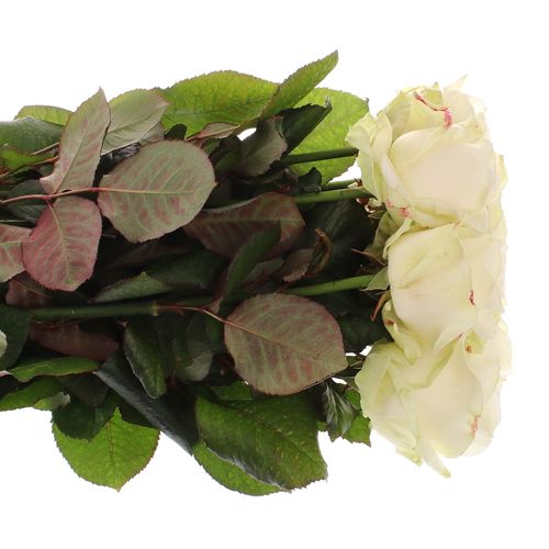 Rose creme/weiss Avalanche White Gold (SK) 90cm