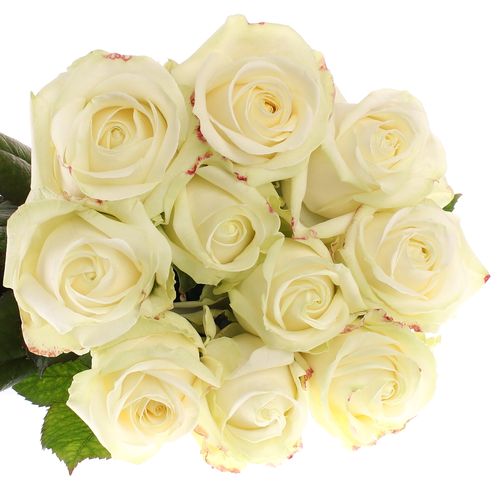Rose creme/weiss Avalanche White Gold (SK) 90cm