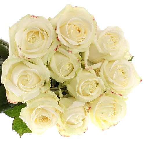 Rose creme/weiss Avalanche White Gold (SK) 90cm