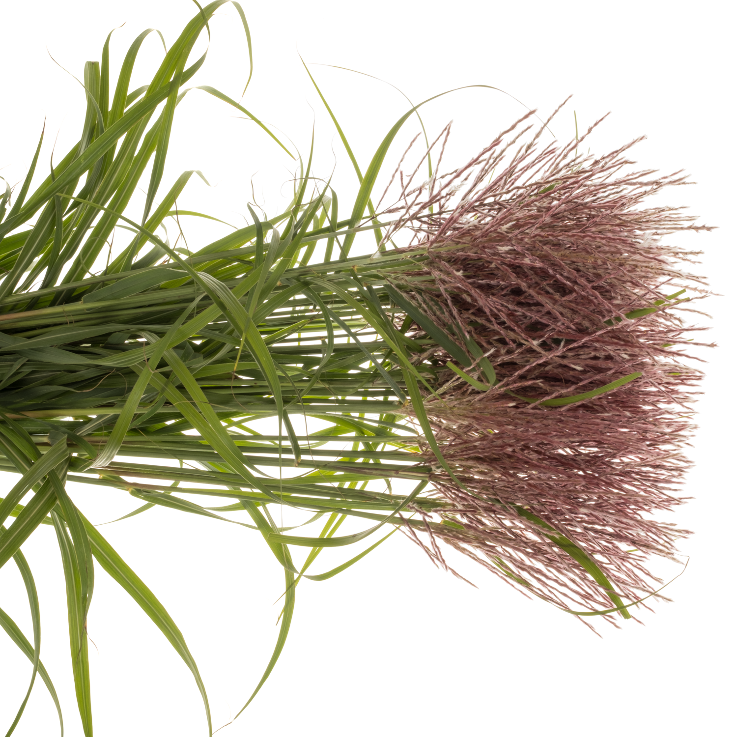 Ziergras rot-dunkel braun Miscanthus Rotfeder 90cm