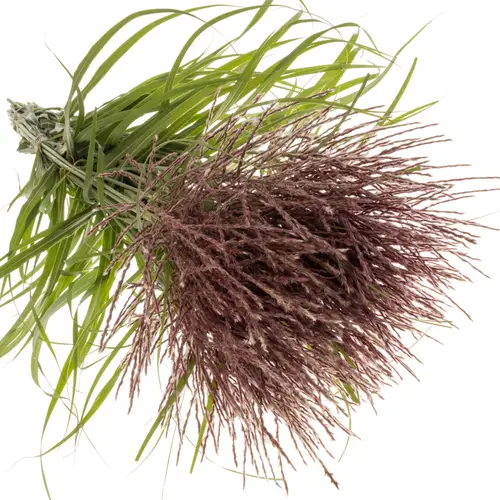 Ziergras rot-dunkel braun Miscanthus Rotfeder 90cm