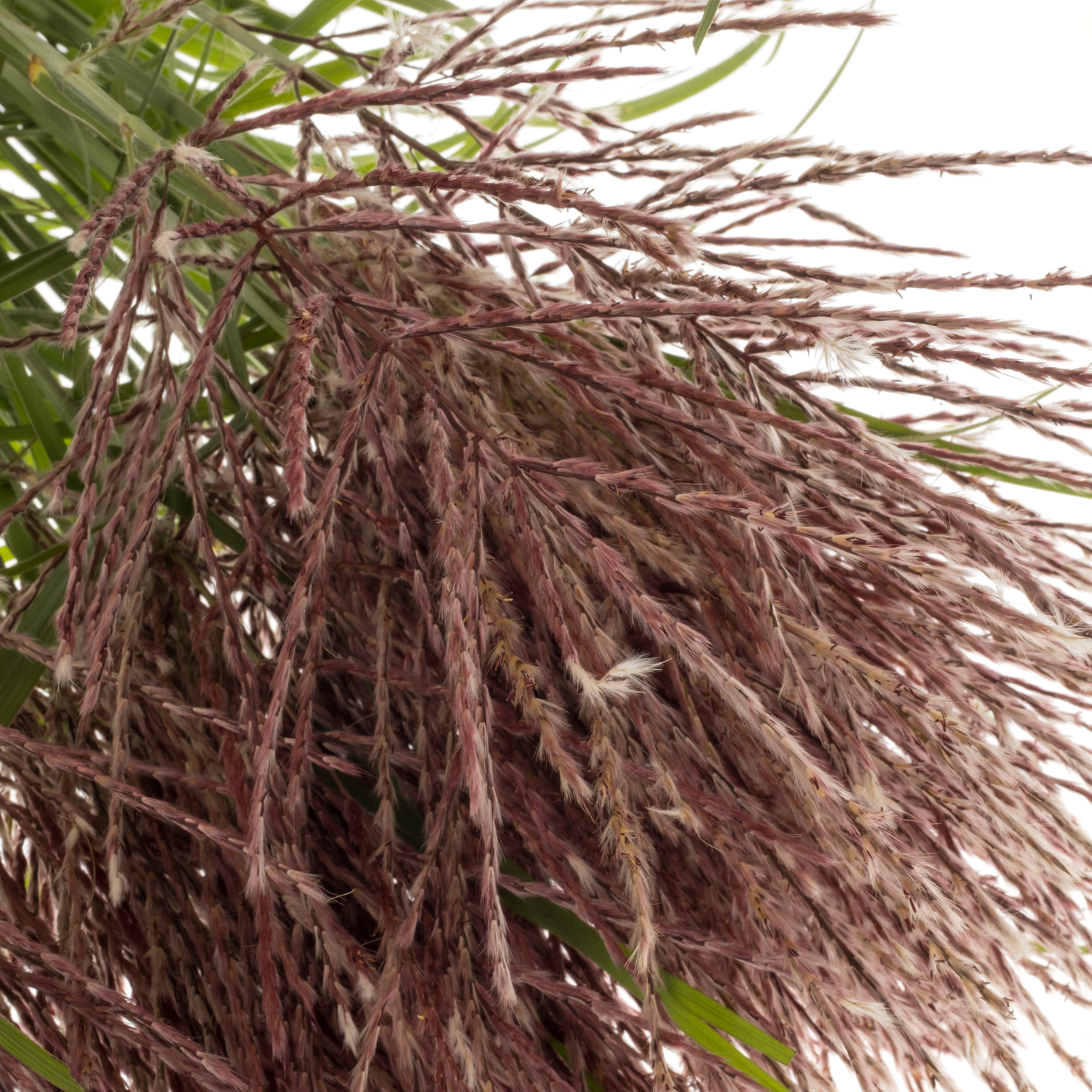 Ziergras rot-dunkel braun Miscanthus Rotfeder 90cm