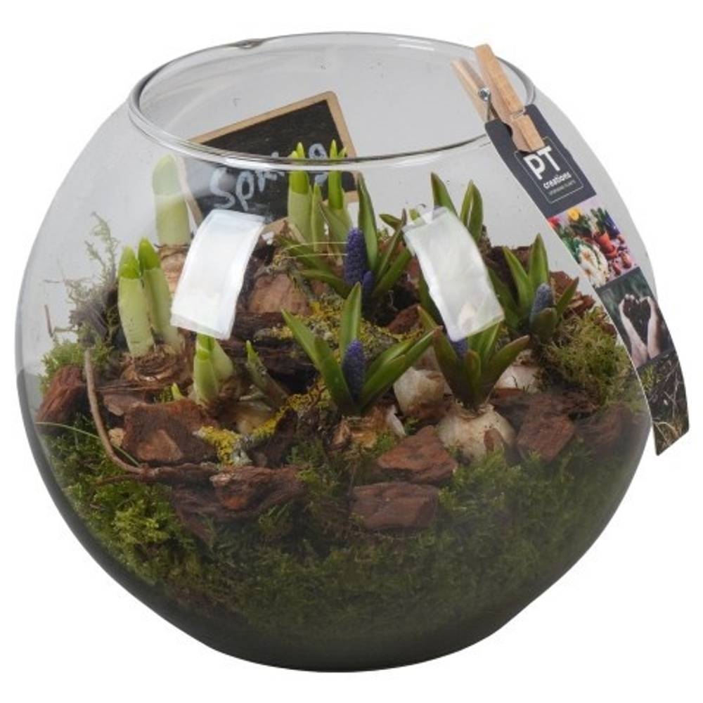 Zwiebel.Arr mix PTBM3956 T20 H022