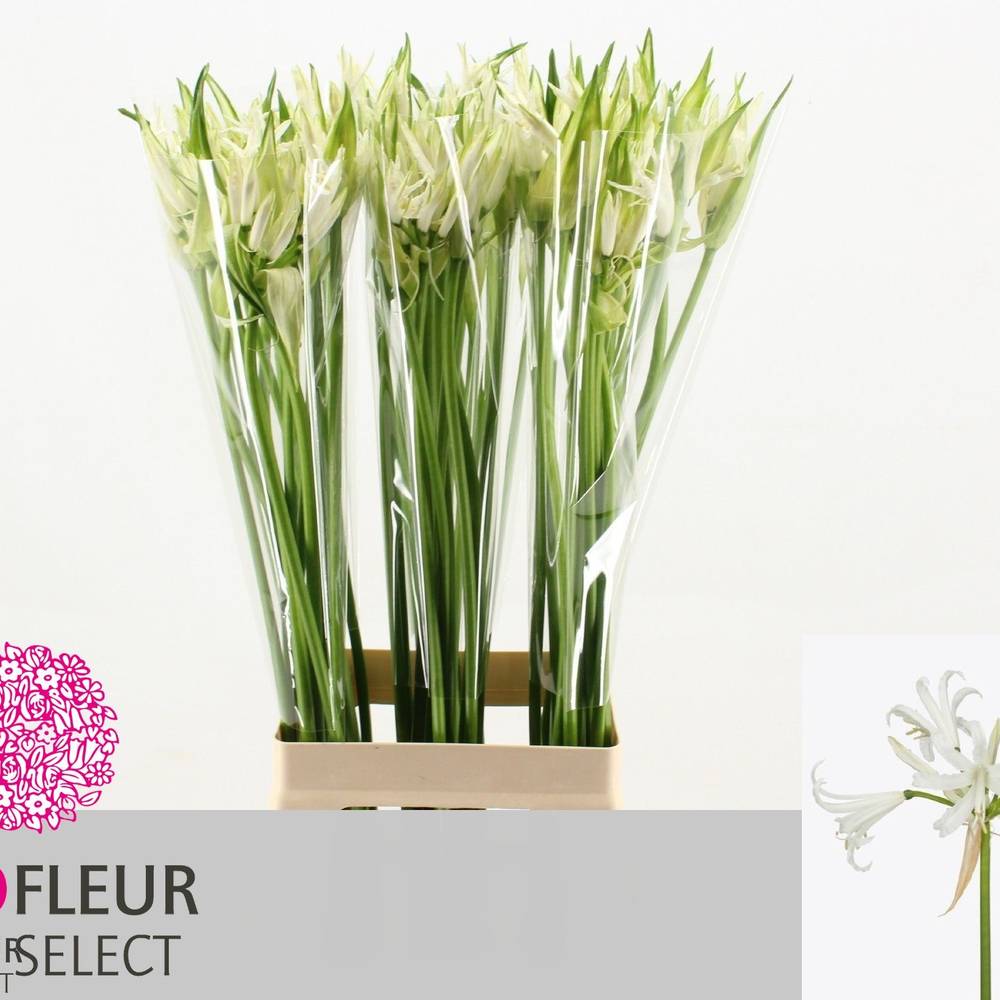 Nerine weiss Like a Virgin 70cm