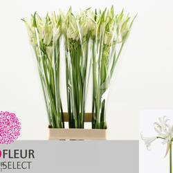 Nerine weiss Like a Virgin 70cm