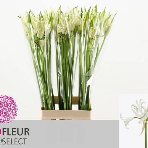 Nerine weiss Like a Virgin 70cm