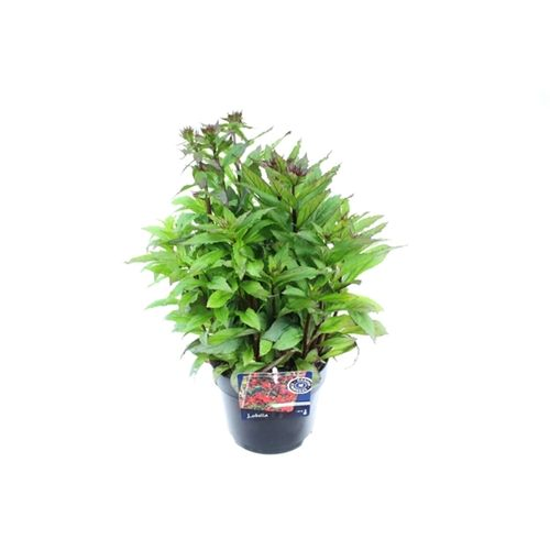 Lobelia Scarlet rot T17 H040