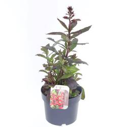 Lobelia rot Scarlet T17 H040