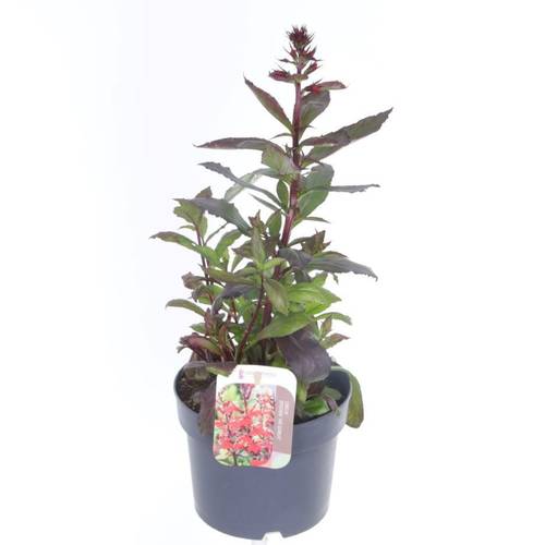 Lobelia rot Scarlet T17 H040
