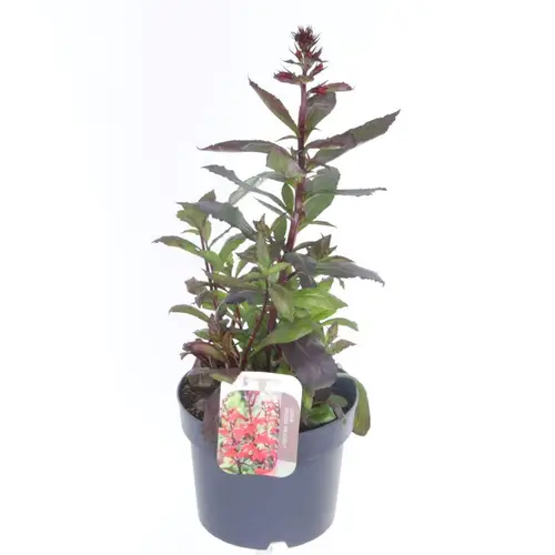 Lobelia rot Scarlet T17 H040