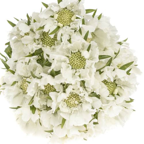 Scabiosa weiss 60cm x10