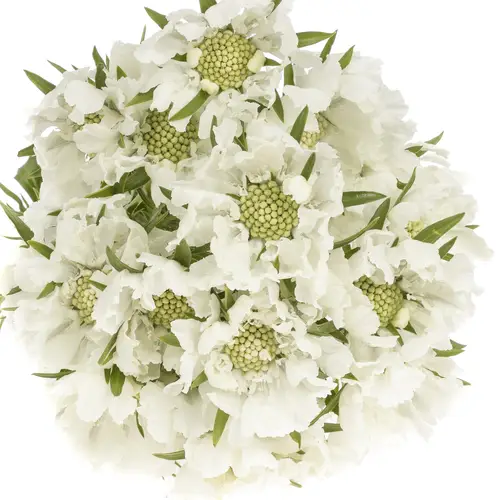 Scabiosa weiss 60cm x10