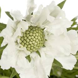 Scabiosa weiss 60cm x10