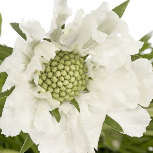 Scabiosa weiss 60cm x10