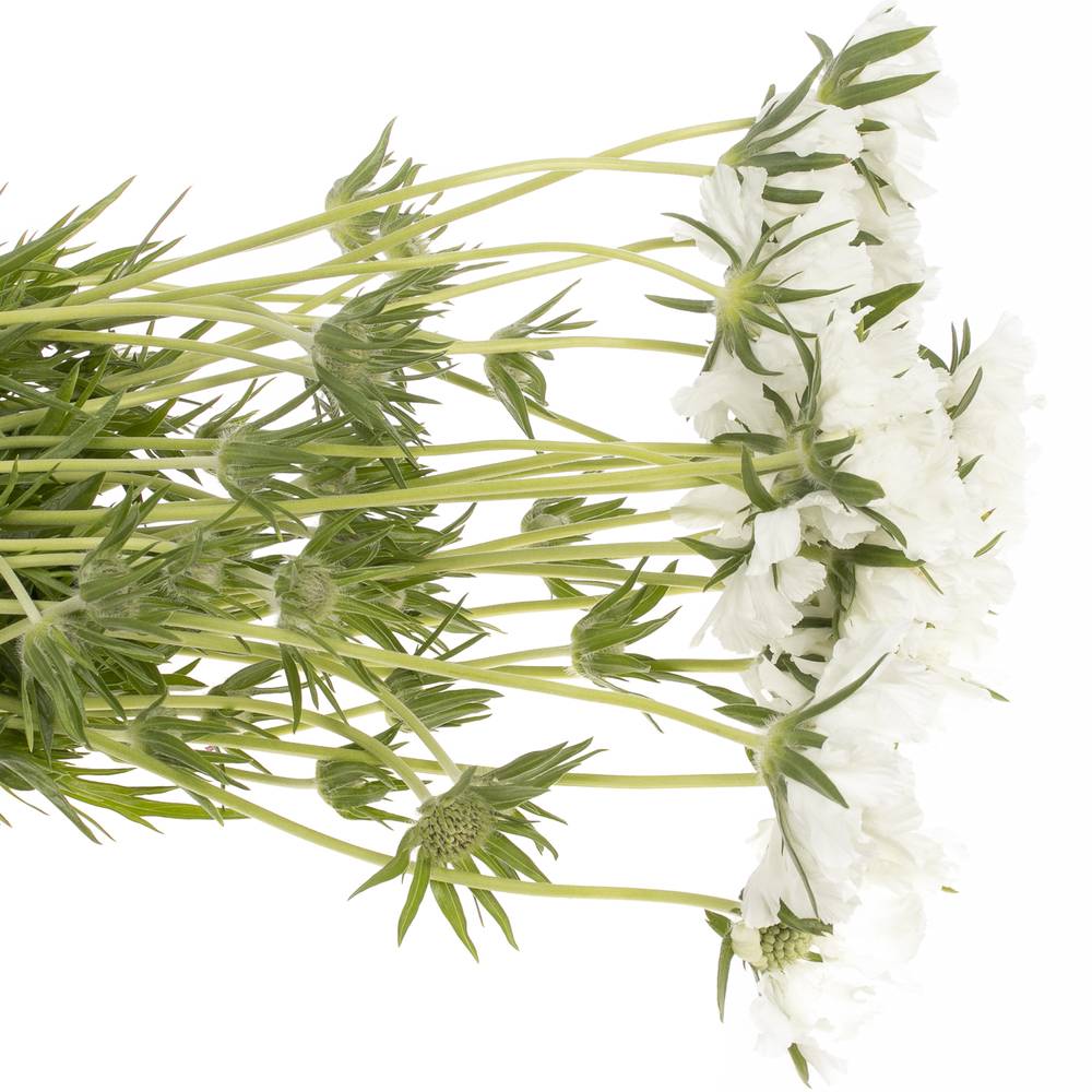 Scabiosa weiss 60cm x10