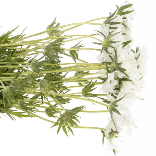 Scabiosa weiss 60cm x10