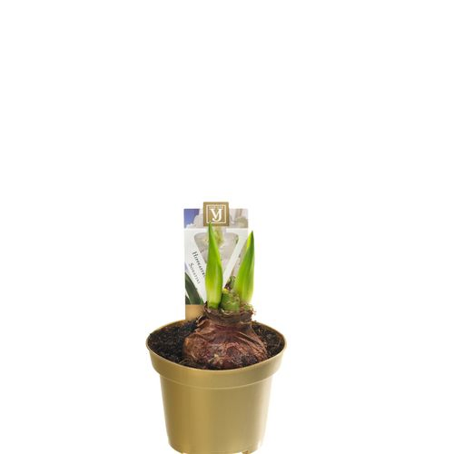 Amar.2er weiss Alfresco T10 H15
