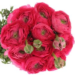 Ranunkel cerise Cloni Super 40cm