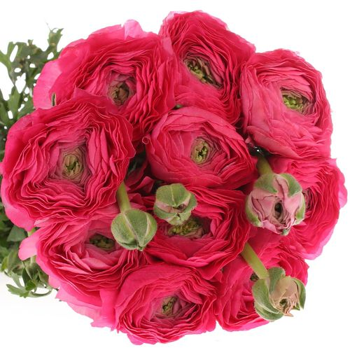Ranunkel cerise Cloni Super 40cm